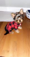 Yorkshire Terrier Puppies for sale in Newark, NJ 07106, USA. price: NA
