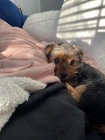 Yorkshire Terrier Puppies for sale in Brooklyn, NY 11210, USA. price: NA