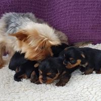 Yorkshire Terrier Puppies for sale in Portland, OR, USA. price: NA