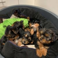 Yorkshire Terrier Puppies for sale in Albuquerque, NM, USA. price: NA