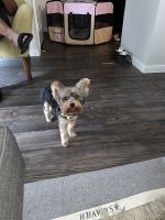 Yorkshire Terrier Puppies for sale in Gulf Pointe Dr, Houston, TX, USA. price: NA