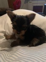 Yorkshire Terrier Puppies for sale in Louisville, KY, USA. price: NA
