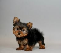 Yorkshire Terrier Puppies for sale in Warsaw, IN, USA. price: NA