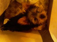 Yorkshire Terrier Puppies for sale in Delaware County, PA, USA. price: NA