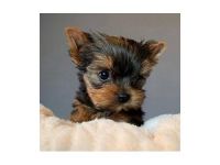 Yorkshire Terrier Puppies for sale in Houston, TX, USA. price: NA