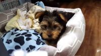 Yorkshire Terrier Puppies for sale in 93308 Roberts Ln, Bakersfield, CA 93308, USA. price: NA