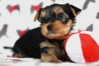 Yorkshire Terrier Puppies for sale in Redford St, Detroit, MI 48219, USA. price: NA