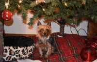 Yorkshire Terrier Puppies for sale in Coleman, MI 48618, USA. price: NA