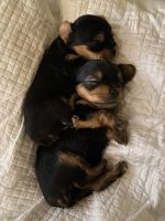 Yorkshire Terrier Puppies for sale in Hilmar, CA 95324, USA. price: NA