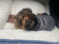 Yorkshire Terrier Puppies for sale in 77 Brewster St, Staten Island, NY 10304, USA. price: NA