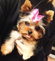 Yorkshire Terrier Puppies for sale in Lancaster, OH 43130, USA. price: NA