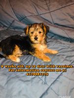 Yorkshire Terrier Puppies for sale in Boston, MA, USA. price: NA