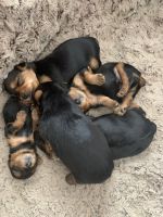 Yorkshire Terrier Puppies for sale in Parker, CO, USA. price: NA