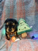 Yorkshire Terrier Puppies for sale in American Canyon, CA 94503, USA. price: NA