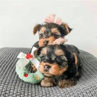 Yorkshire Terrier Puppies for sale in Albuquerque, NM, USA. price: NA