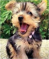 Yorkshire Terrier Puppies for sale in El Paso, TX, USA. price: NA