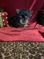 Yorkshire Terrier Puppies for sale in New Orleans, LA, USA. price: NA