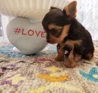 Yorkshire Terrier Puppies for sale in Toms River, NJ, USA. price: NA