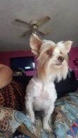 Yorkshire Terrier Puppies for sale in Waupaca, WI 54981, USA. price: NA
