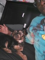Yorkshire Terrier Puppies for sale in Colonia, Woodbridge Township, NJ 07067, USA. price: NA