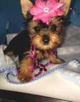 Yorkshire Terrier Puppies for sale in Salt Lake City, UT, USA. price: NA