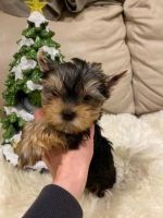 Yorkshire Terrier Puppies for sale in San Antonio, TX, USA. price: NA