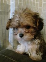 Yorkshire Terrier Puppies for sale in Badin, NC 28009, USA. price: NA