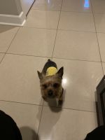 Yorkshire Terrier Puppies for sale in Alpharetta, GA, USA. price: NA