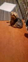 Yorkshire Terrier Puppies for sale in Pittsburgh, PA 15214, USA. price: NA