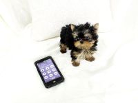 Yorkshire Terrier Puppies for sale in Massachusetts Ave, Cambridge, MA, USA. price: NA
