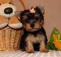 Yorkshire Terrier Puppies for sale in Maryland City, MD, USA. price: NA