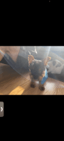Yorkshire Terrier Puppies for sale in Lynn, MA, USA. price: NA
