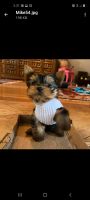 Yorkshire Terrier Puppies for sale in San Diego, CA, USA. price: NA