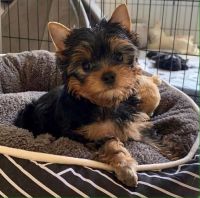 Yorkshire Terrier Puppies for sale in Fort Worth, TX, USA. price: NA