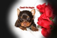 Yorkshire Terrier Puppies for sale in Leesville, LA 71446, USA. price: NA