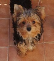 Yorkshire Terrier Puppies for sale in Thomasville, GA, USA. price: NA