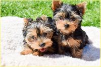 Yorkshire Terrier Puppies for sale in Las Vegas, NV, USA. price: NA