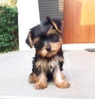 Yorkshire Terrier Puppies for sale in 10001 Southpoint Pkwy, Fredericksburg, VA 22407, USA. price: NA