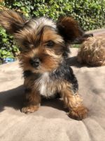 Yorkshire Terrier Puppies for sale in Pomona, CA, USA. price: NA