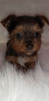 Yorkshire Terrier Puppies for sale in Greencastle, IN 46135, USA. price: NA