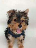 Yorkshire Terrier Puppies for sale in Fort Lauderdale, FL 33351, USA. price: NA