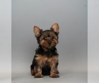 Yorkshire Terrier Puppies for sale in Chicago, IL 60654, USA. price: NA