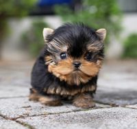 Yorkshire Terrier Puppies for sale in Chino Hills, CA, USA. price: NA