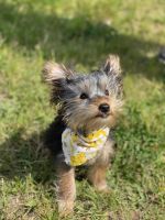 Yorkshire Terrier Puppies for sale in Cuddebackville, NY 12729, USA. price: NA