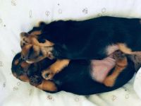 Yorkshire Terrier Puppies for sale in Fort Lauderdale, FL, USA. price: NA