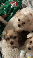 Yorkshire Terrier Puppies for sale in Elmira, NY, USA. price: NA