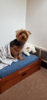 Yorkshire Terrier Puppies for sale in North Versailles, PA, USA. price: NA