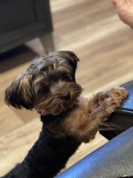 Yorkshire Terrier Puppies for sale in Iowa City, IA 52241, USA. price: NA