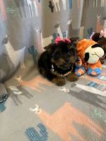 Yorkshire Terrier Puppies for sale in Miami Beach, FL, USA. price: NA