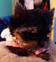 Yorkshire Terrier Puppies for sale in El Paso, TX 79912, USA. price: NA